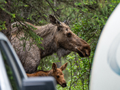 Denali National Park