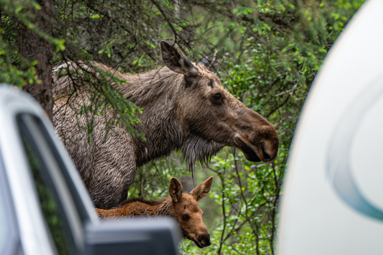 Denali National Park