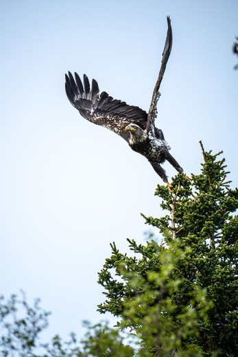 Katmai National Park and Preserve