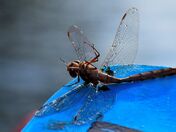 Saving a dragonfly.