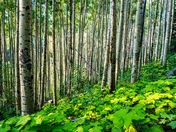 White River National Forest