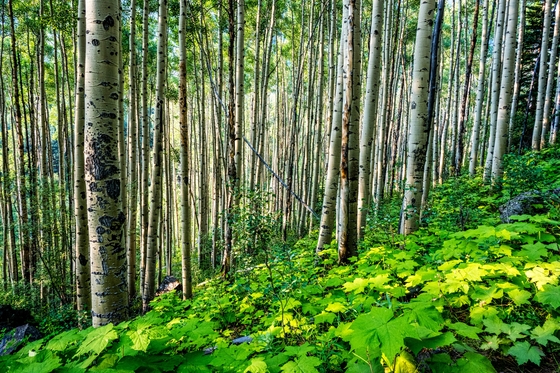 White River National Forest