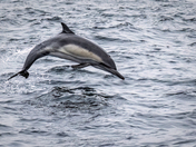 Channel Islands National Park