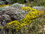 Channel Islands National Park