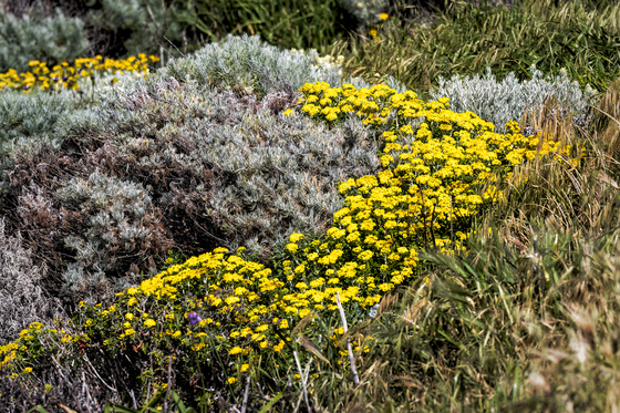 Channel Islands National Park