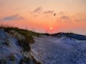 Cumberland Island National Seashore 