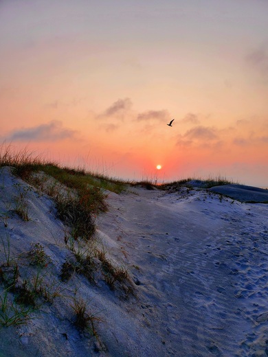 Cumberland Island National Seashore 