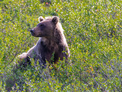 Denali National Park and Preserve