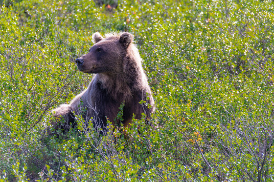 Denali National Park and Preserve