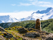 Denali National Park and Preserve