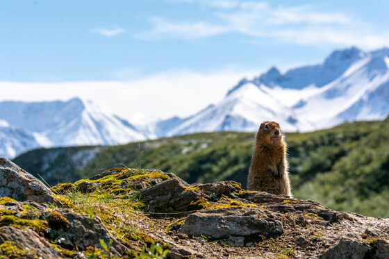 Denali National Park and Preserve