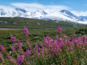 Denali National Park and Preserve
