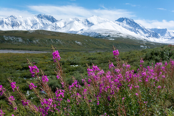 Denali National Park and Preserve