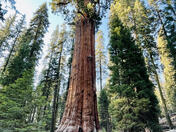 Sequoia National Park