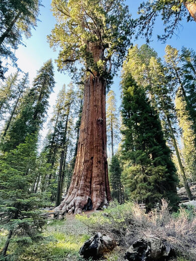Sequoia National Park