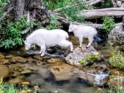 Black Hills National Forest