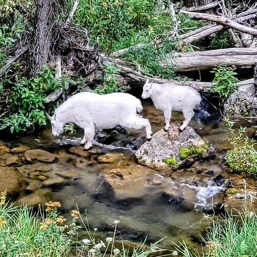 Black Hills National Forest