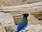 Rocky Mountain National Park 