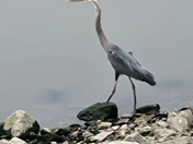 Carlyle Lake
