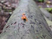 Allegheny National Forest