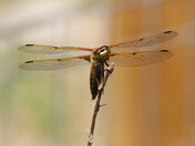 Playing with Dragons