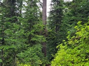 North Cascades National Park