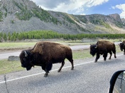 Yellowstone National Park 