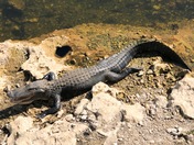 Big Cypress National Preserve