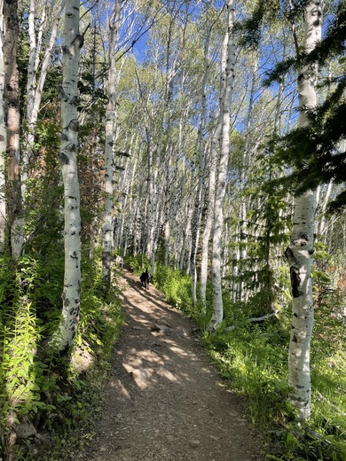 Wasatch National Forest