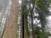 Redwood National Forest