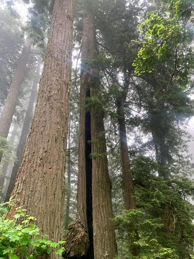 Redwood National Forest