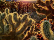 Joshua Tree National Park