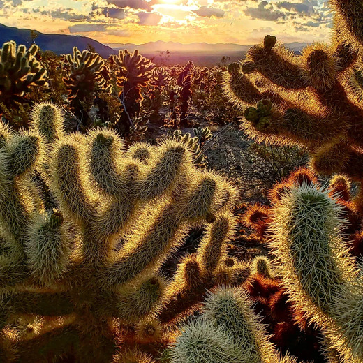 Joshua Tree National Park
