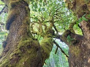 Olympic National Park 