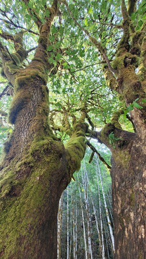 Olympic National Park 