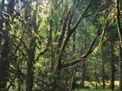 Olympic National Park 