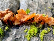 Stanislaus National Forest