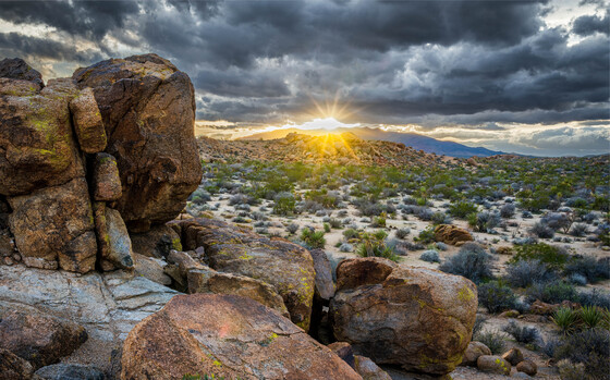 Joshua Tree National Park