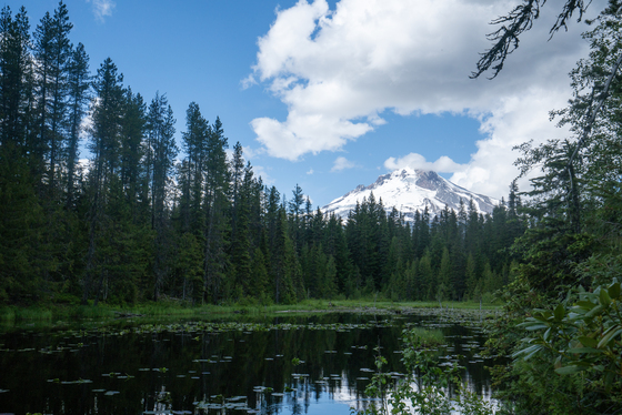 Mount Hood National Forest