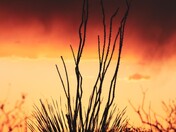 BLM Carlsbad Field Office