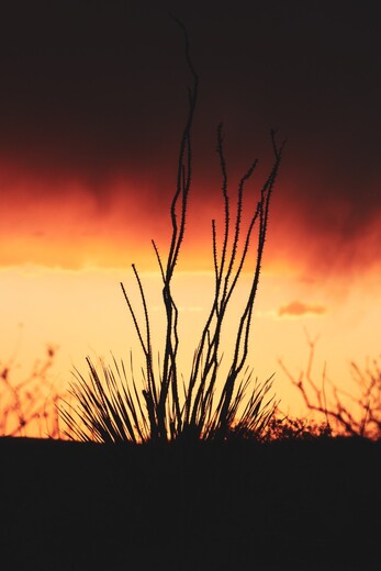 BLM Carlsbad Field Office