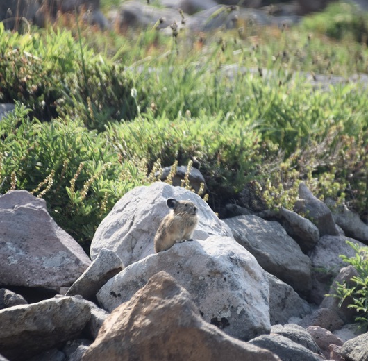 Goat Rocks Wilderness