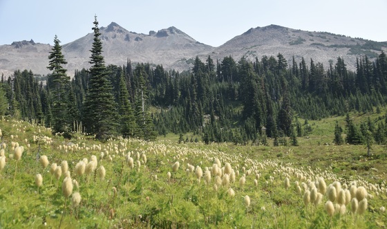 Goat Rocks Wilderness