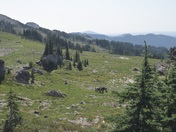 Goat Rocks Wilderness