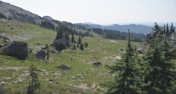 Goat Rocks Wilderness