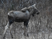 Denali National Park and Preserve