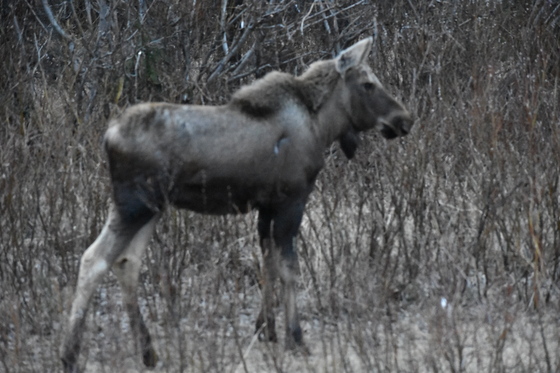 Denali National Park and Preserve