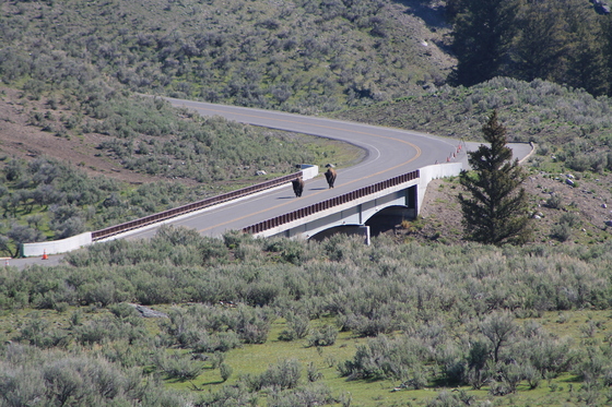 Yellowstone National Park