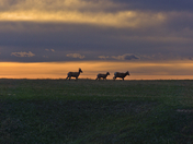 Badlands National Park