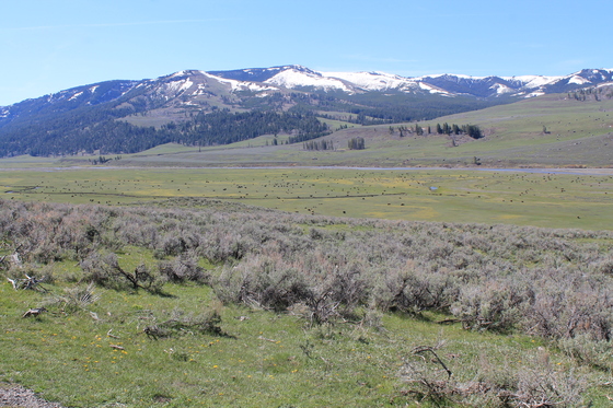 Yellowstone National Park